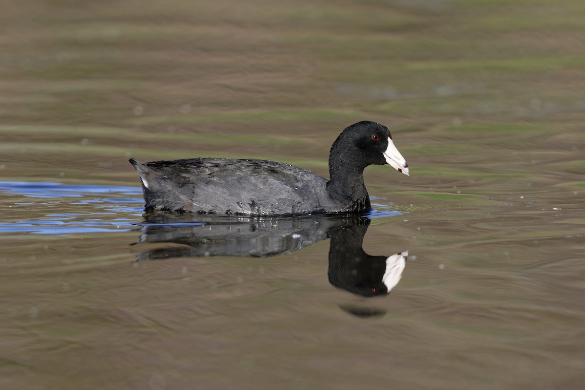 American Coot - Anonymous