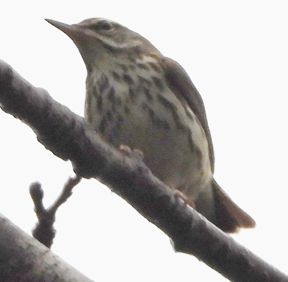 Louisiana Waterthrush - alan murray