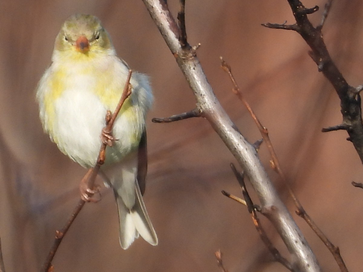 American Goldfinch - Pamela Fisher