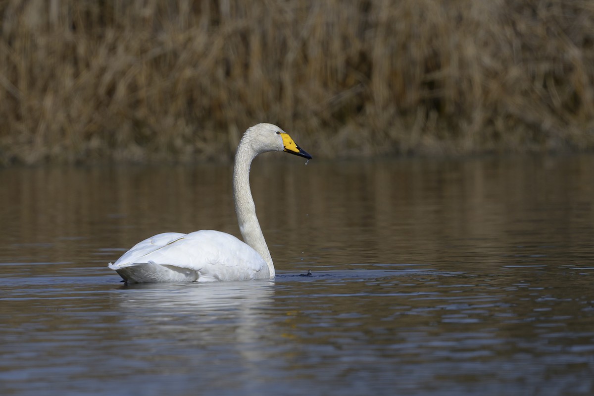 Cygne chanteur - ML618277449