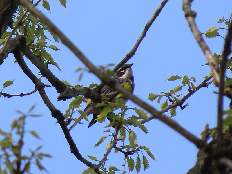 Yellow-rumped Warbler - ML618277461