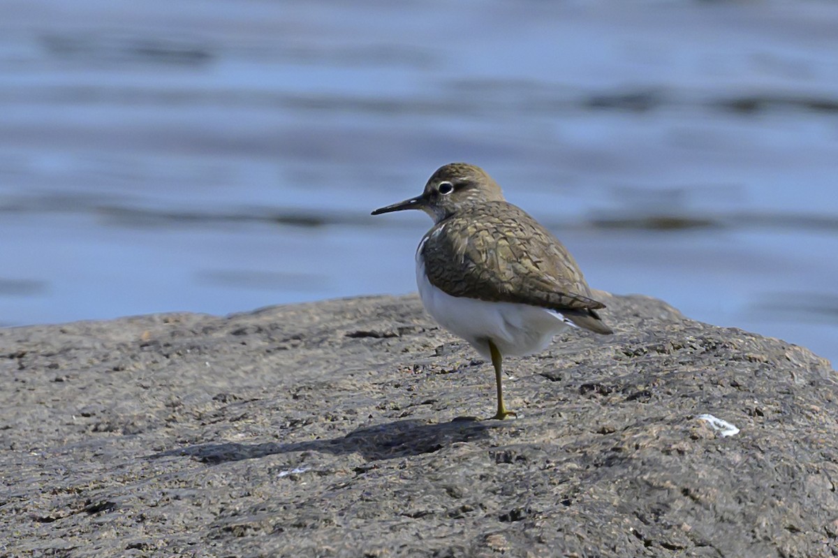 Common Sandpiper - Sonu Lukose