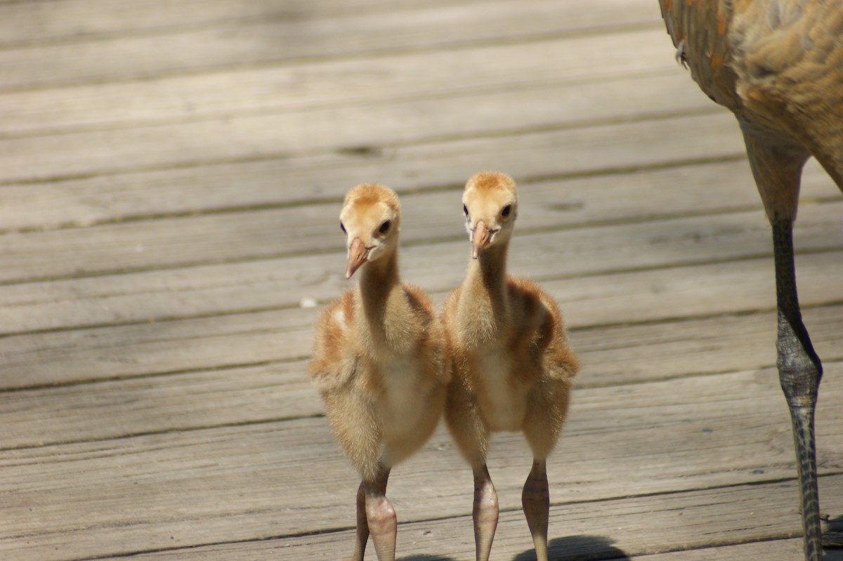 Sandhill Crane - ML618277477