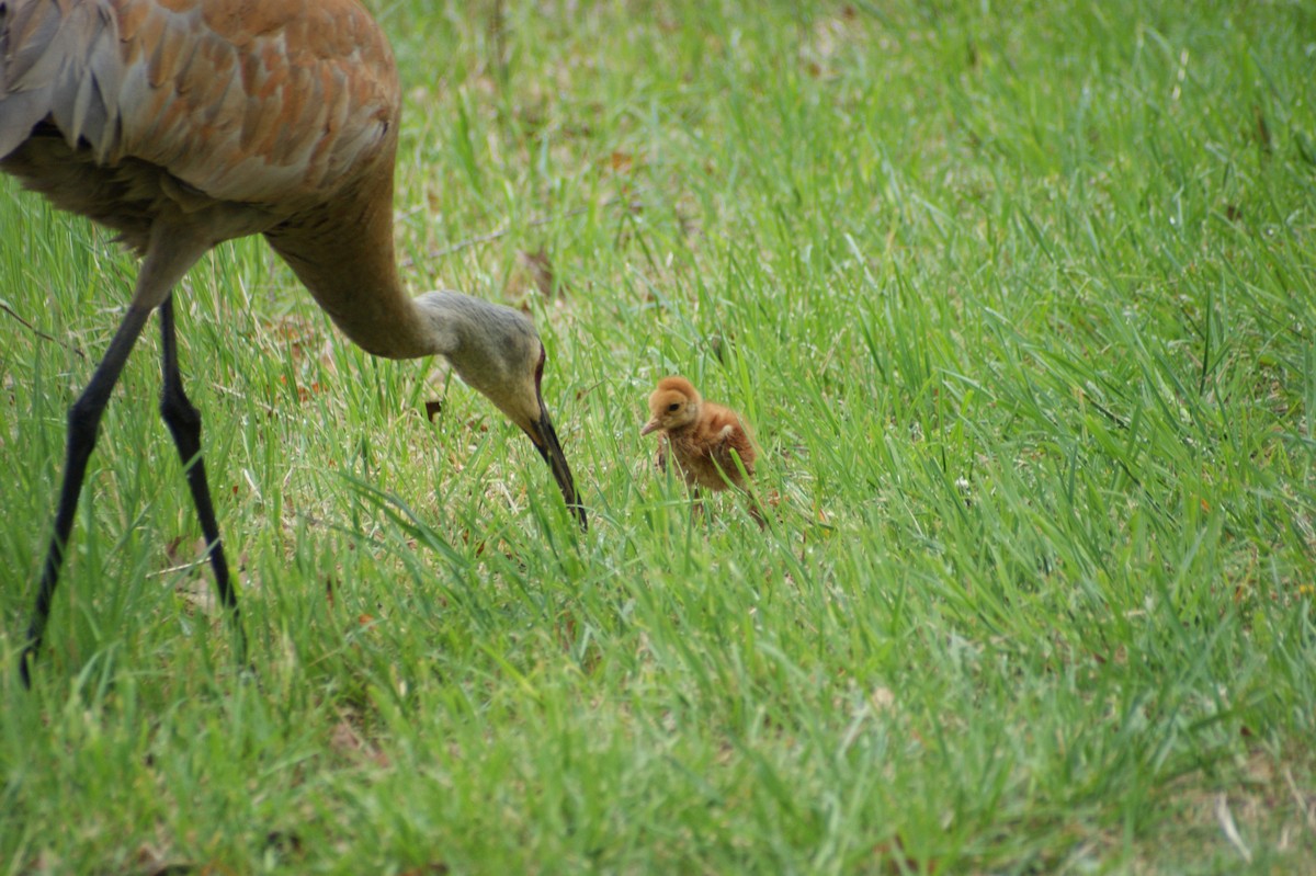 Sandhill Crane - ML618277479