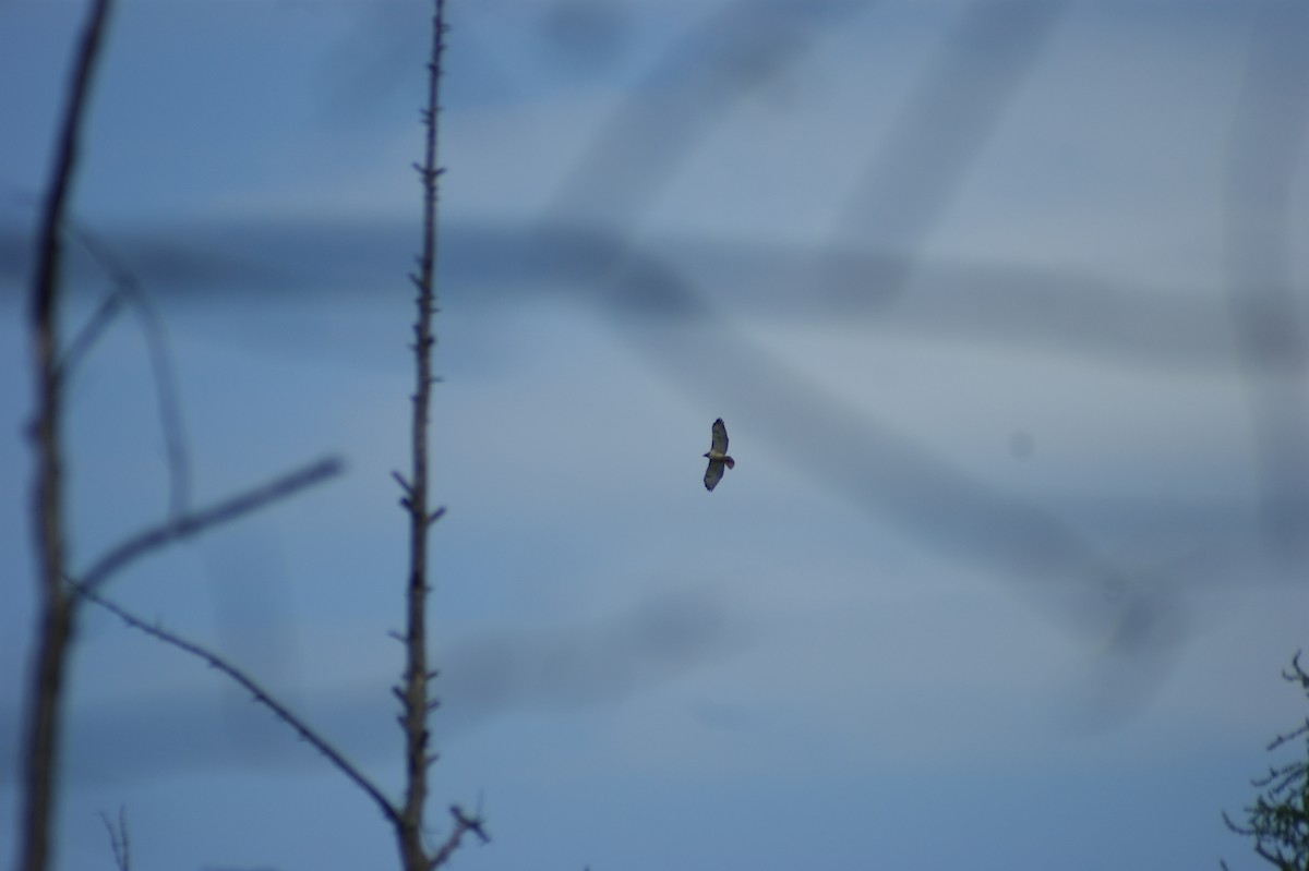 Red-tailed Hawk - ML618277494