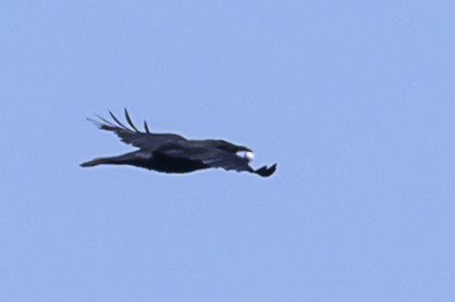 Common Raven - Sonu Lukose