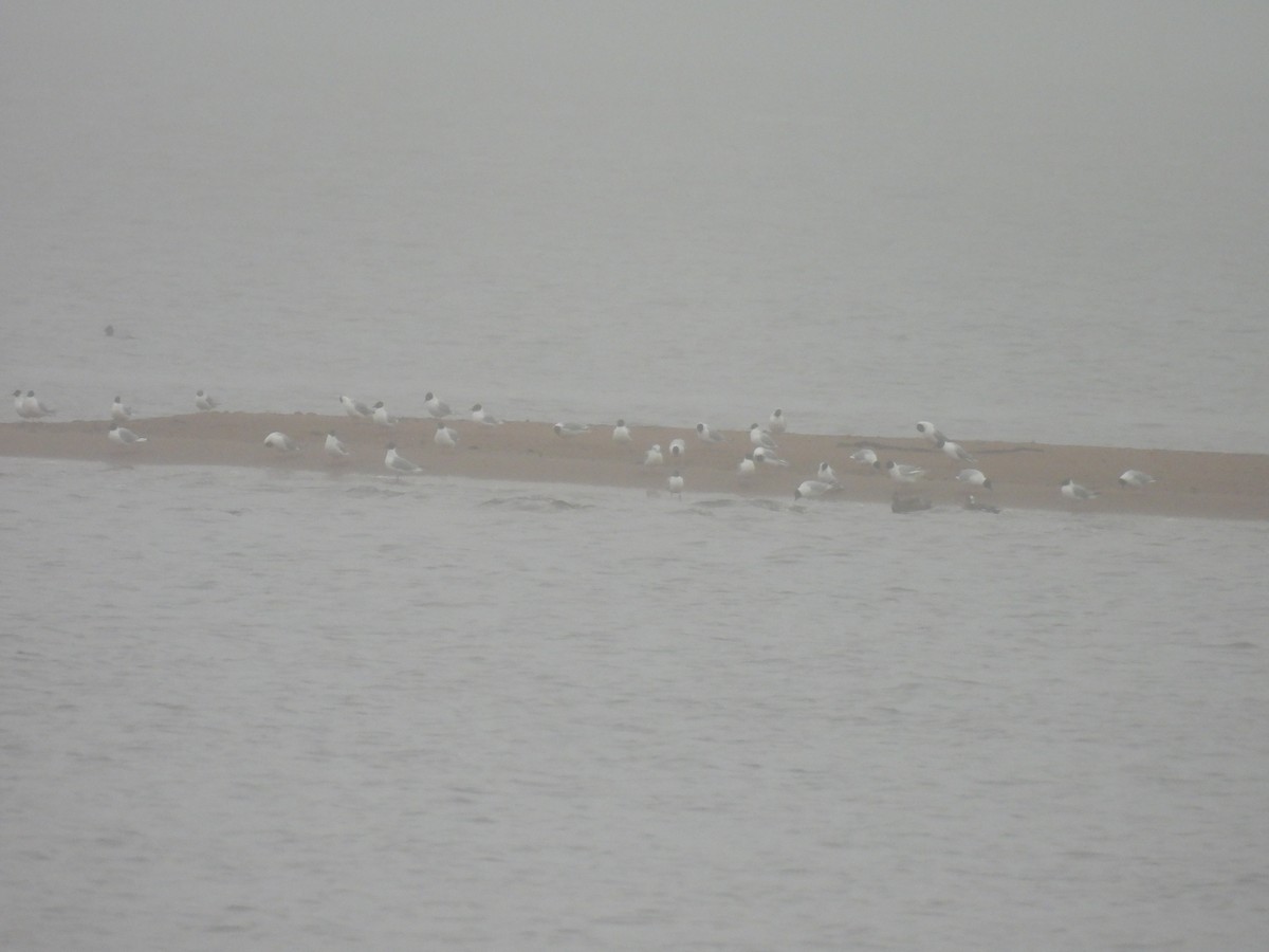 Bonaparte's Gull - ML618277497