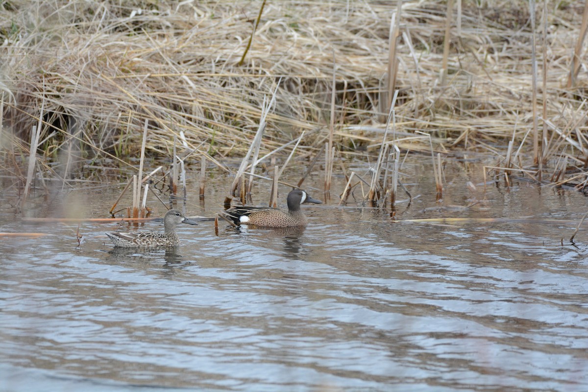 Blue-winged Teal - ML618277519