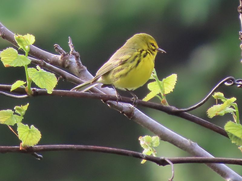 Prairie Warbler - Tracy The Birder