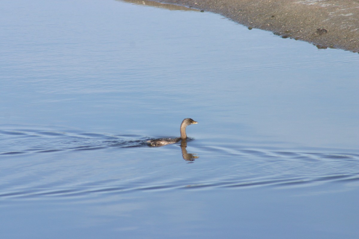 Pied-billed Grebe - Sylvie Vanier🦩