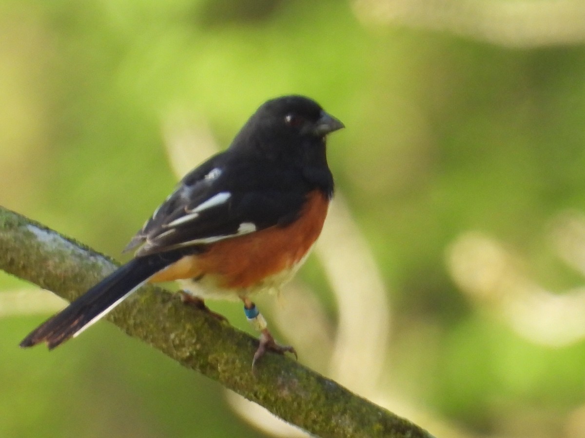 Eastern Towhee - Pamela Fisher