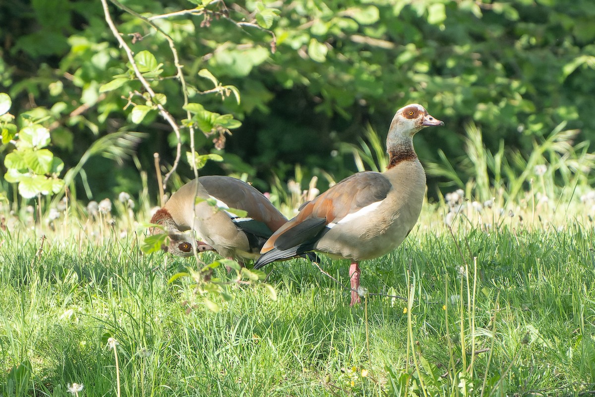 Egyptian Goose - Carsten Stiller