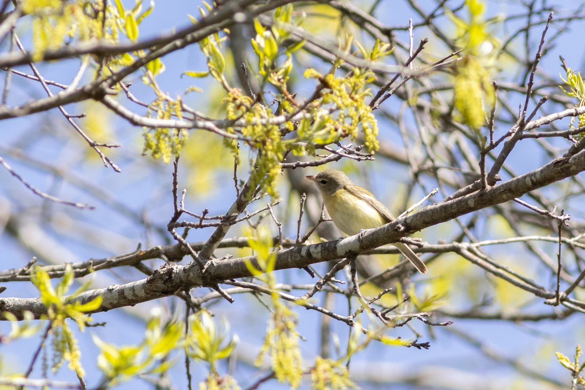 Bell's Vireo - ML618277537