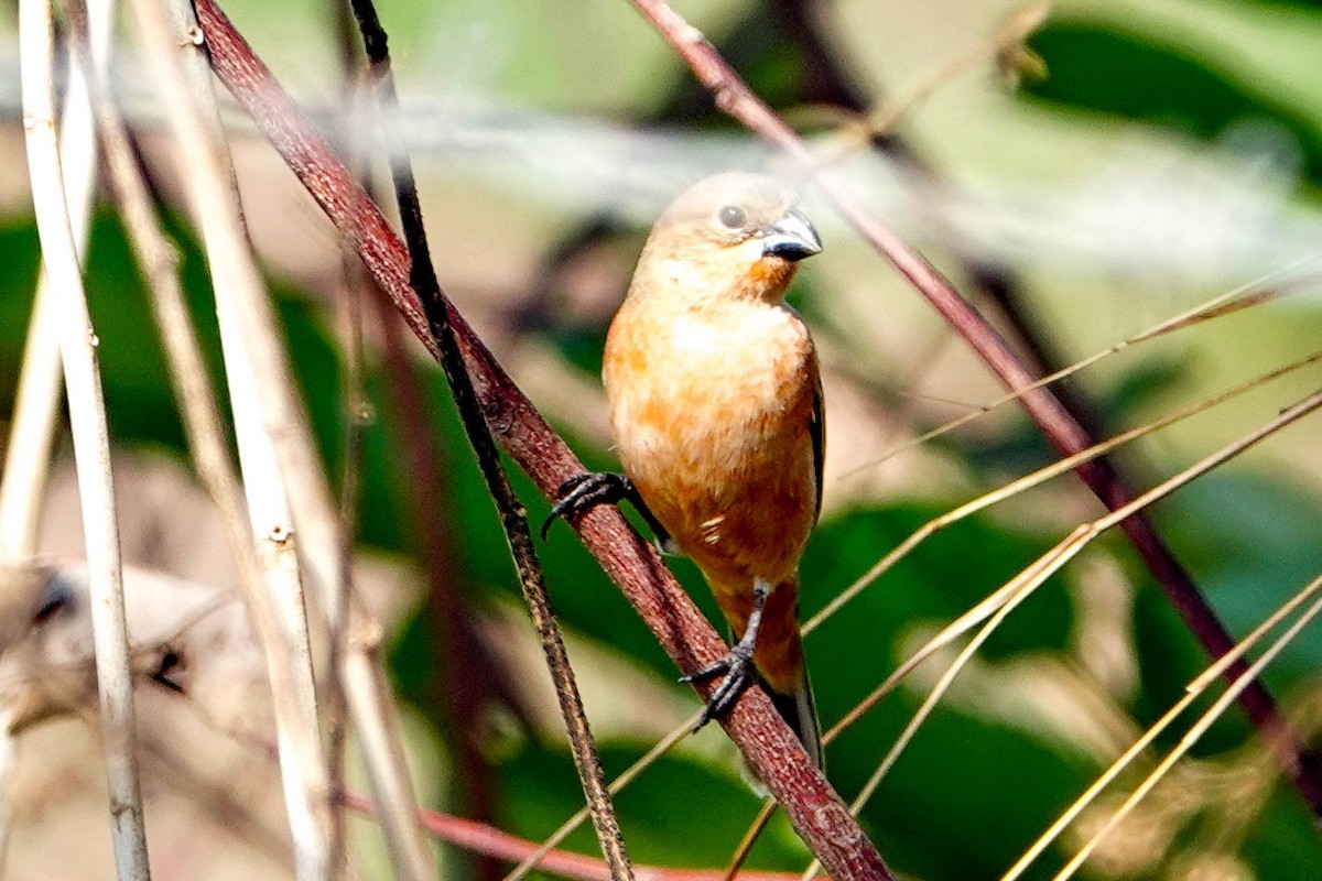 Ruddy-breasted Seedeater - Kathy Doddridge