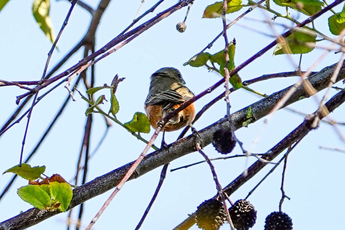 Ruddy-breasted Seedeater - Kathy Doddridge