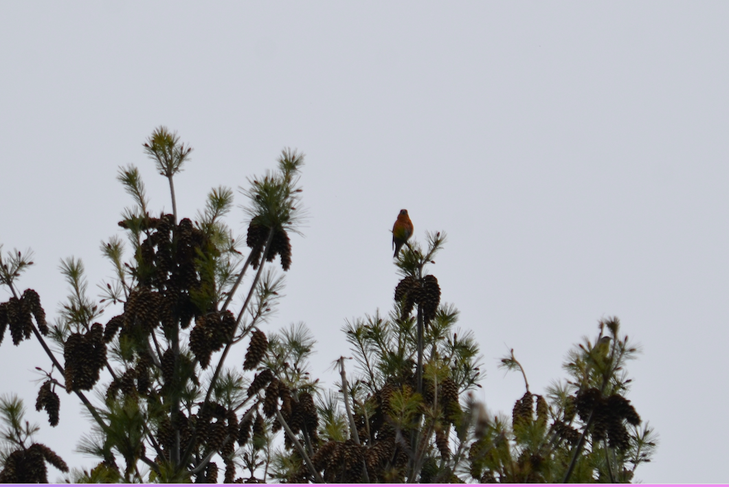 Red Crossbill - Camden Martin