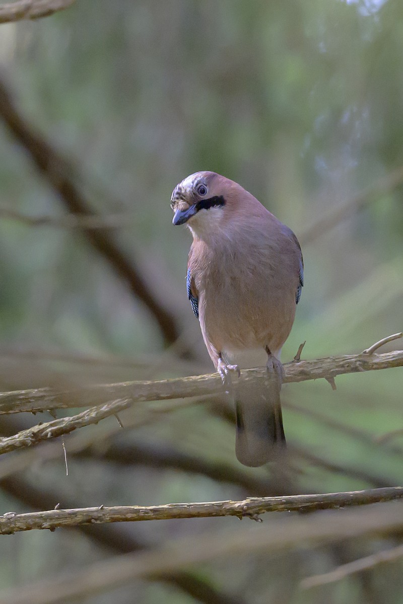 Eurasian Jay - Sonu Lukose