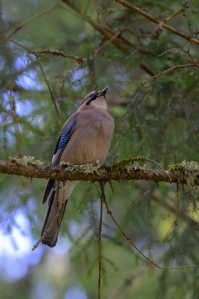 Eurasian Jay - Sonu Lukose