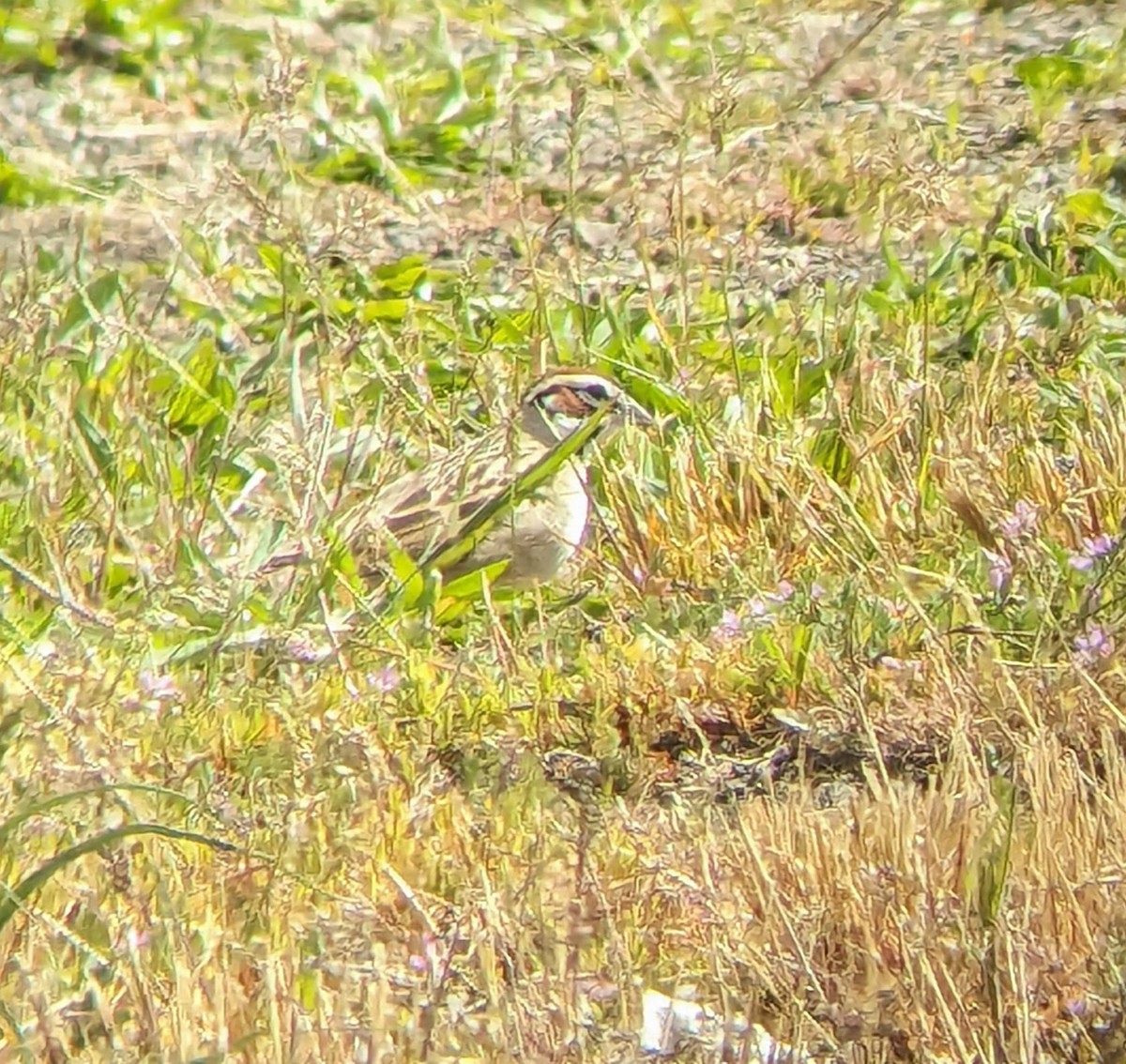Lark Sparrow - ML618277581