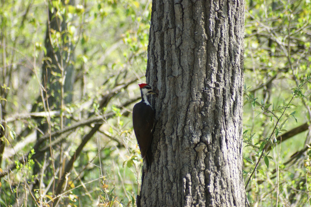Pileated Woodpecker - ML618277582