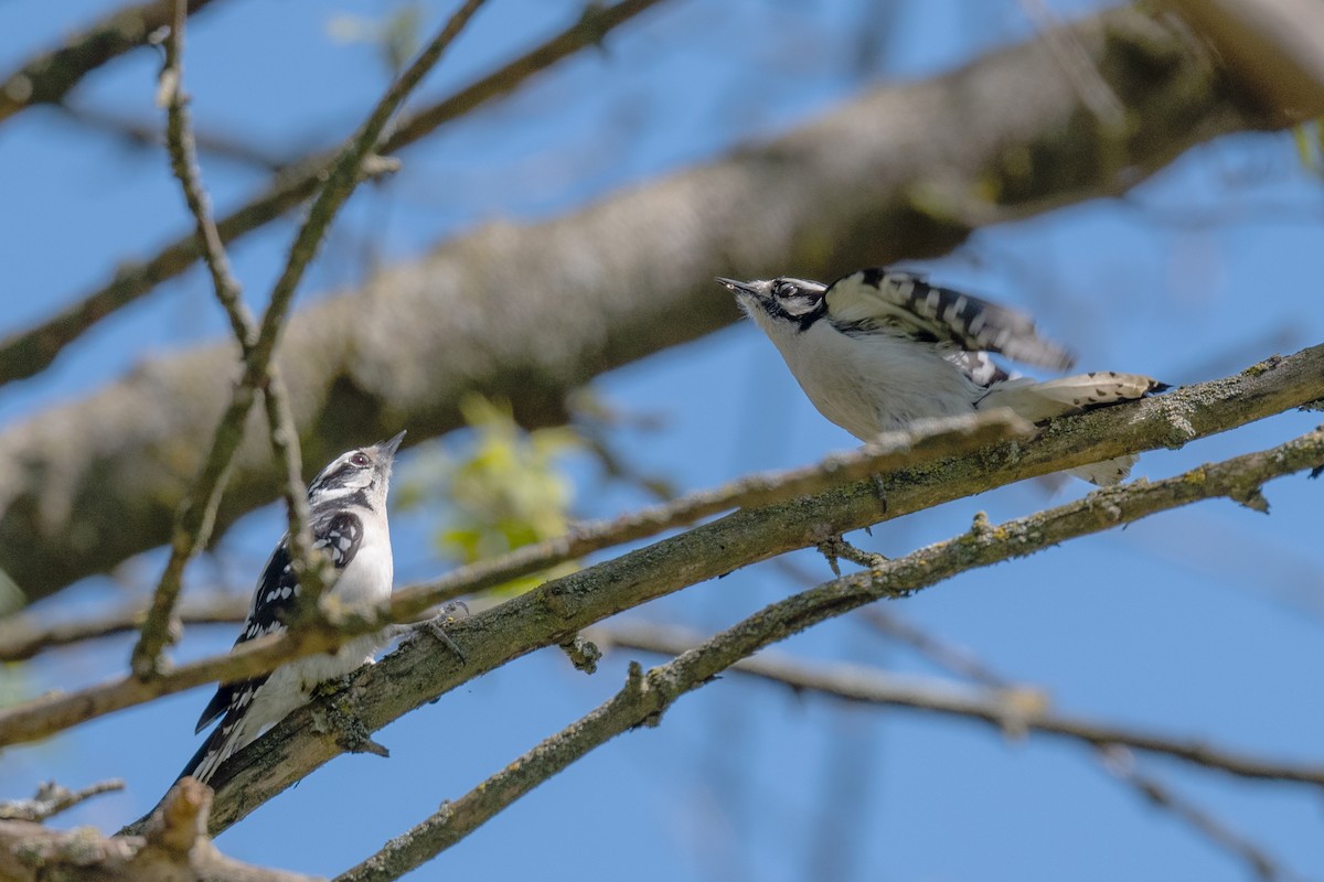 Downy Woodpecker - Annette McClellan