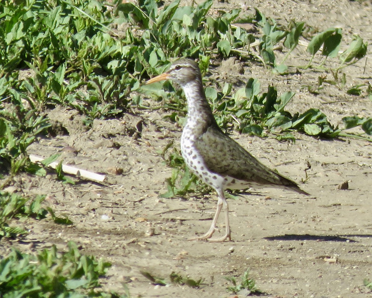 Spotted Sandpiper - Valerie Crecco