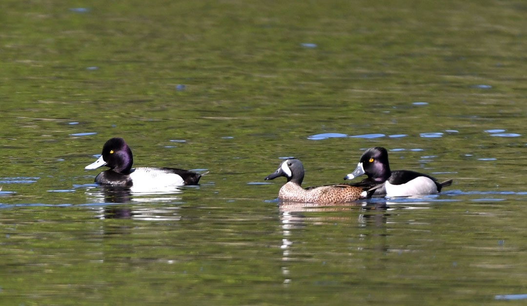 Ring-necked Duck - ML618277619