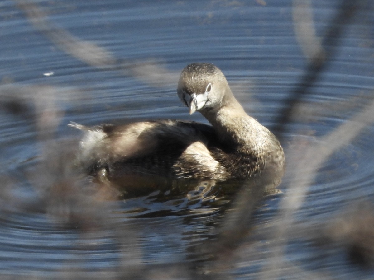 Pied-billed Grebe - Anonymous