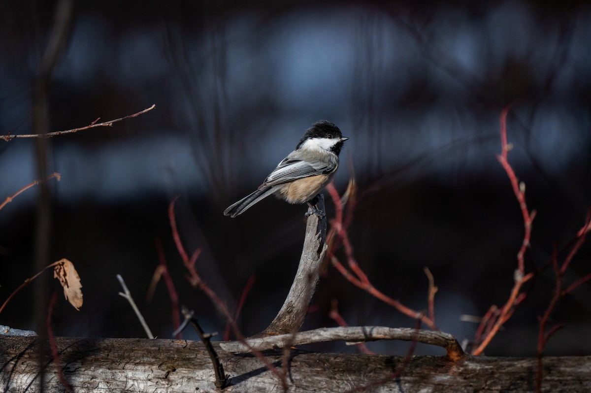 Black-capped Chickadee - Mason Tremblay