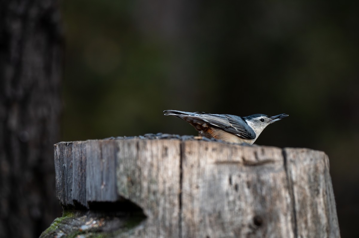 White-breasted Nuthatch - Mason Tremblay