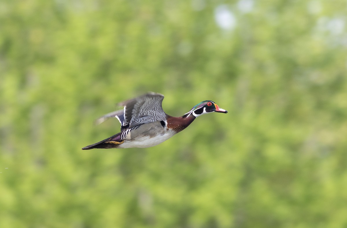 Wood Duck - ML618277653