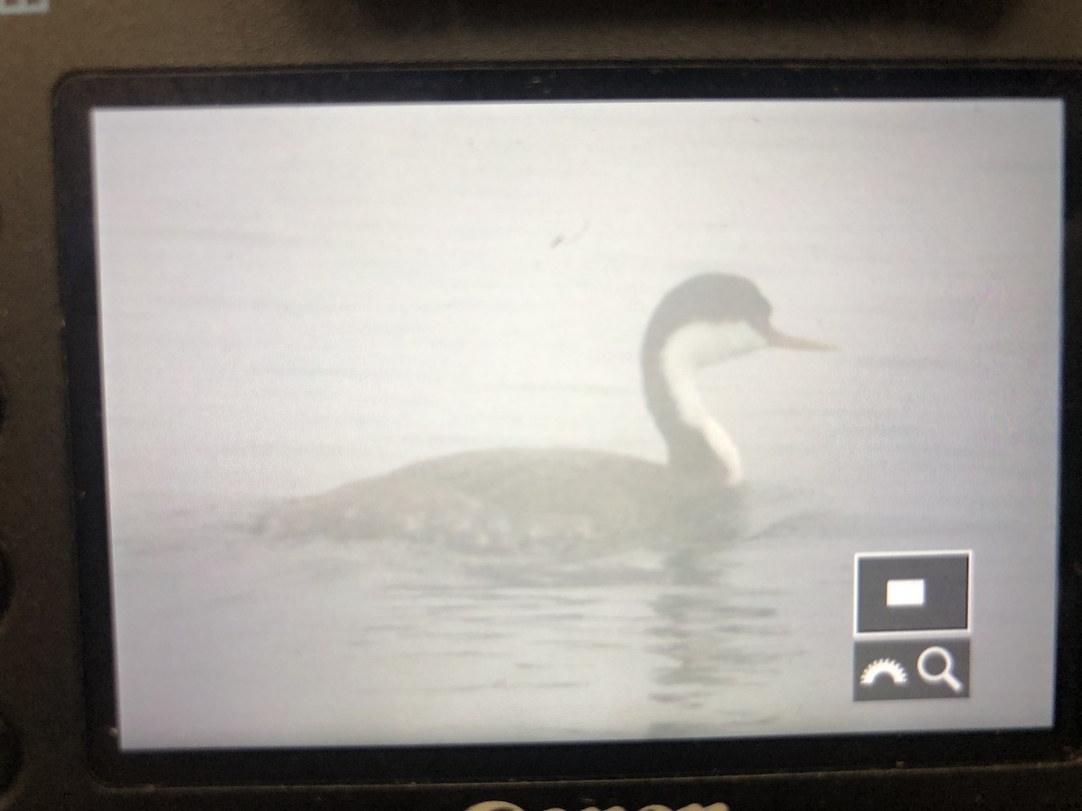 Western Grebe - Stephan Baker