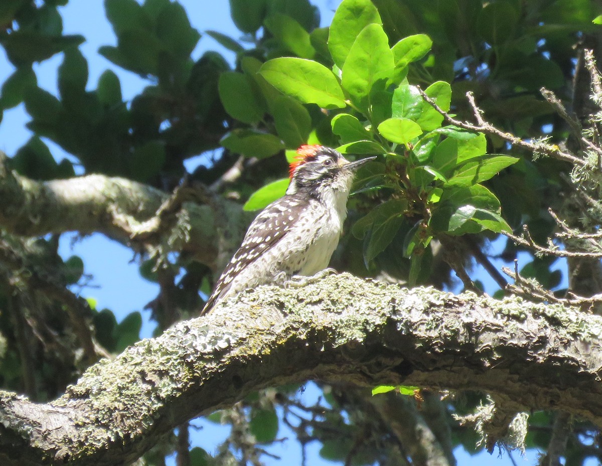 Nuttall's Woodpecker - David Mostardi