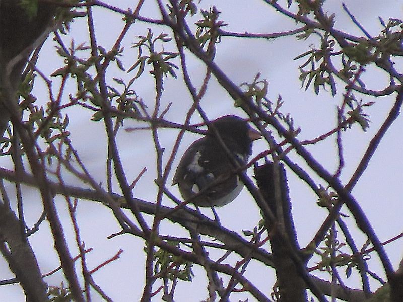 Rose-breasted Grosbeak - Tracy The Birder