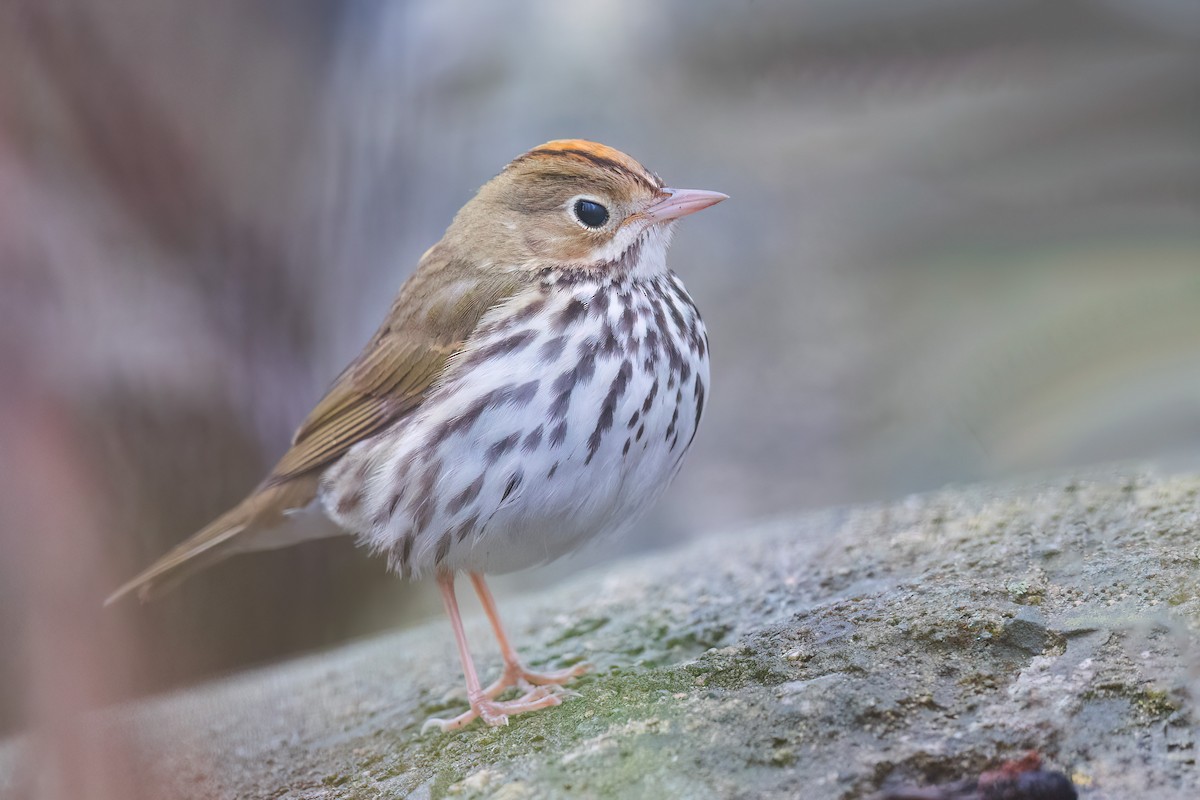 Ovenbird - Brian Stahls