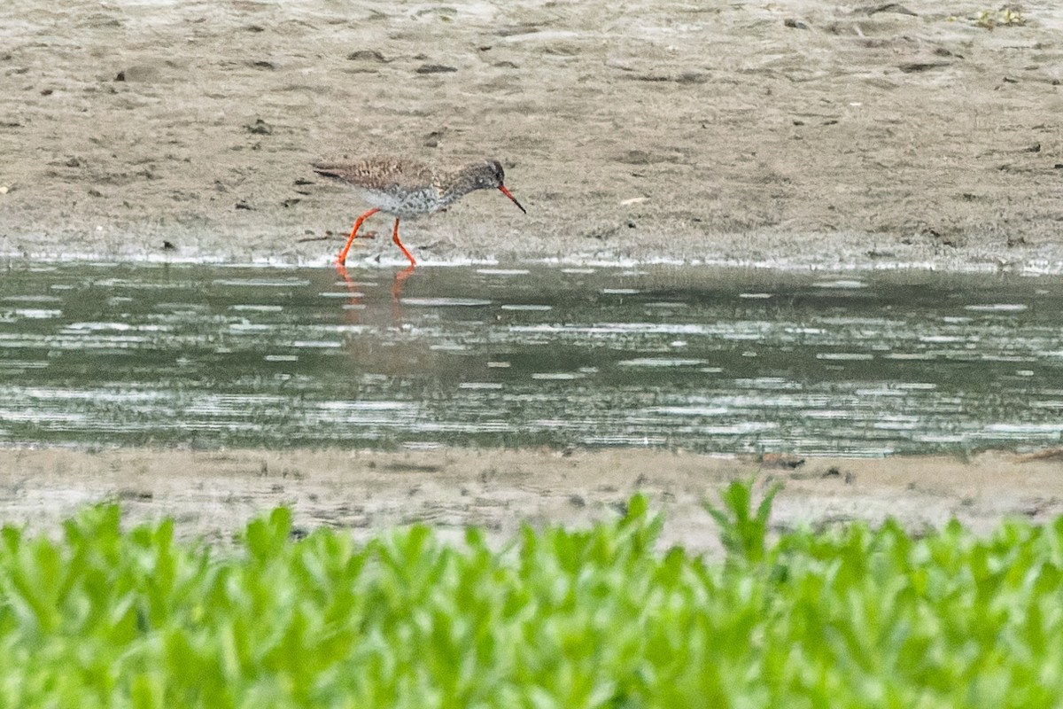 Common Redshank - Gabi Uhrova