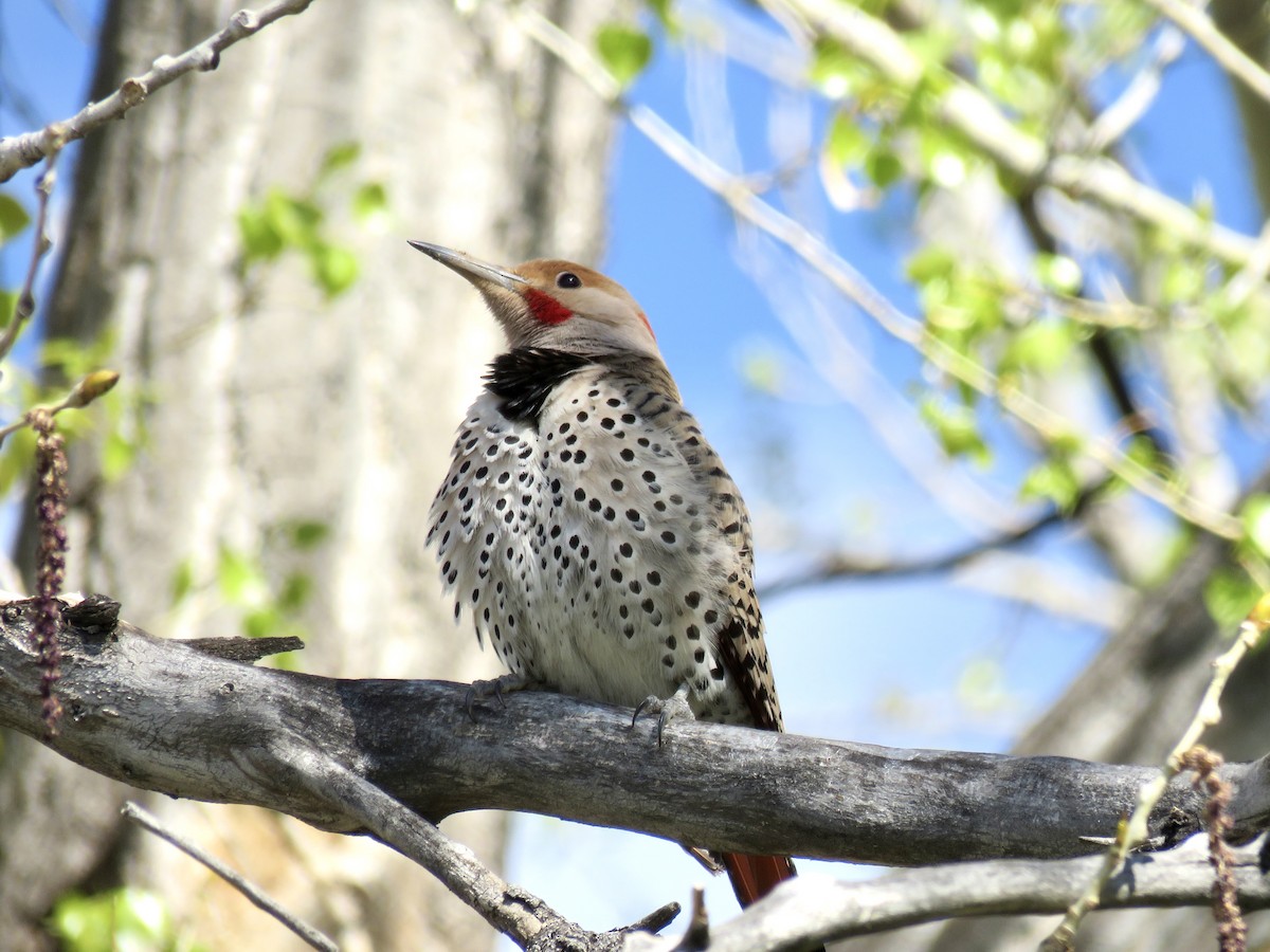 Northern Flicker - Valerie Crecco