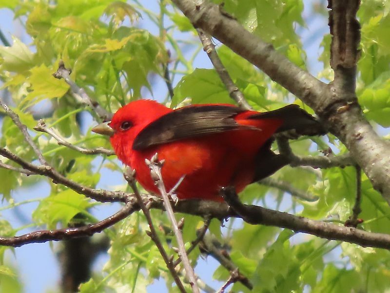 Scarlet Tanager - Tracy The Birder