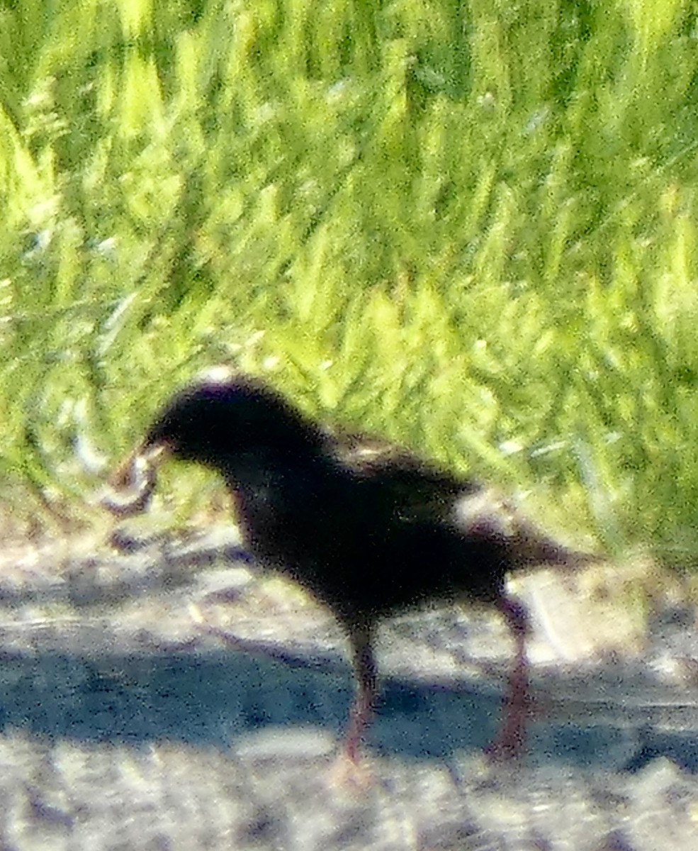 European Starling - Connee Chandler