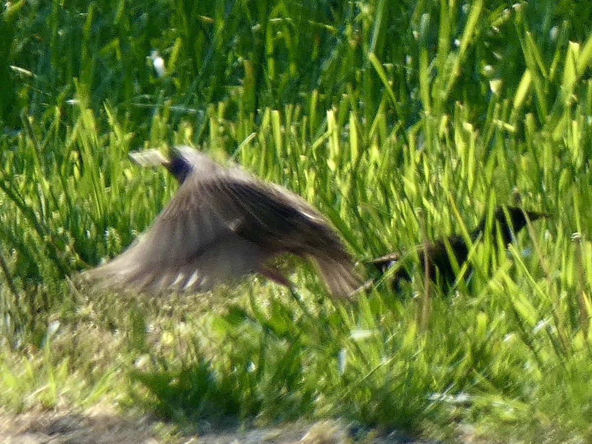 European Starling - Connee Chandler