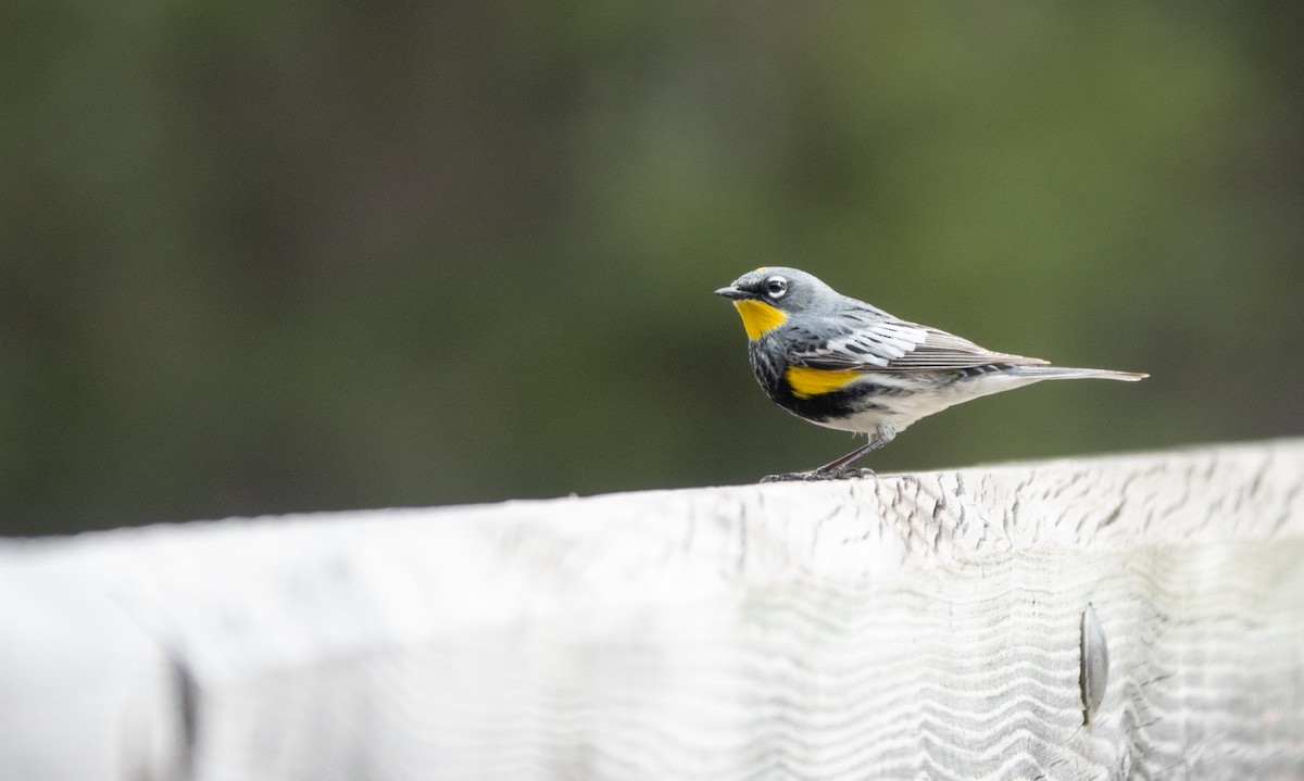 Yellow-rumped Warbler - Anna Elkins