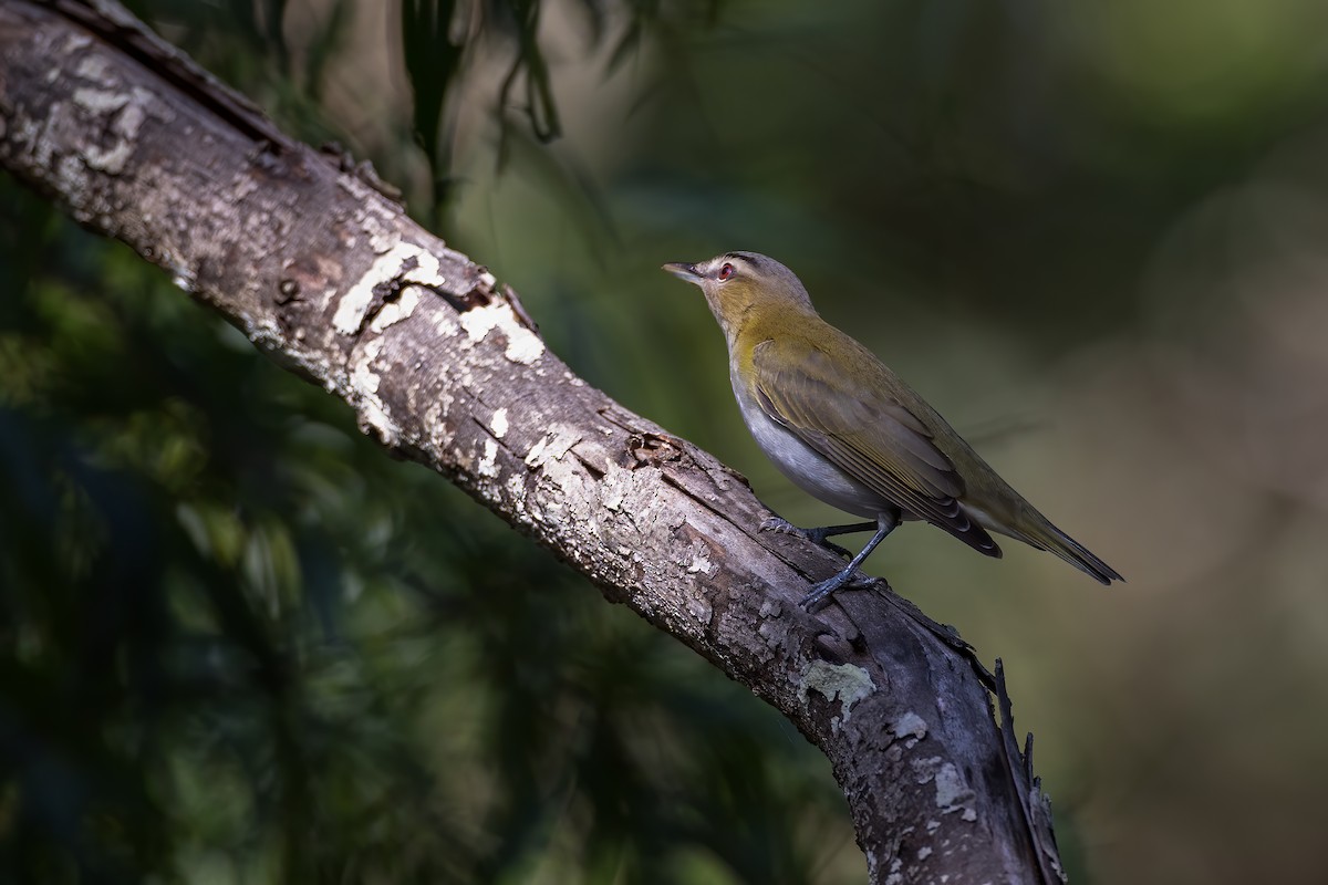 Red-eyed Vireo - ML618277781