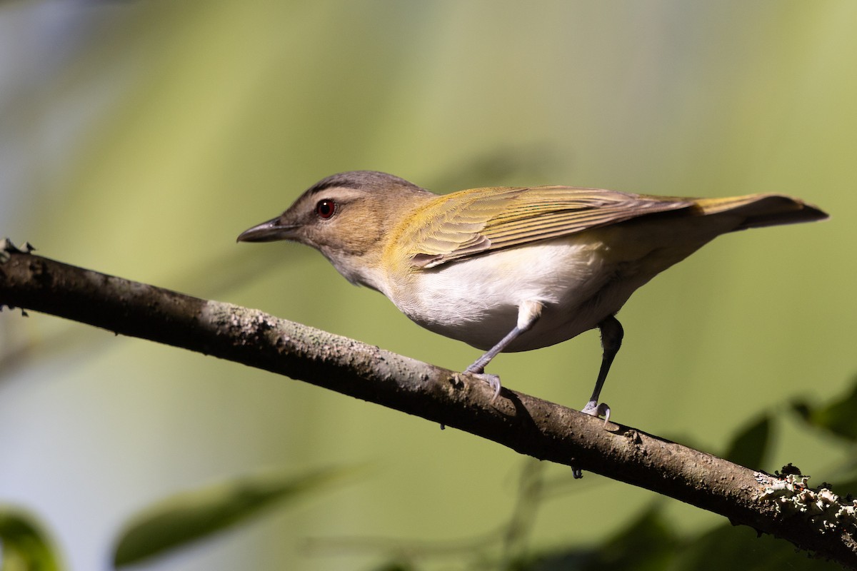 Red-eyed Vireo - ML618277782