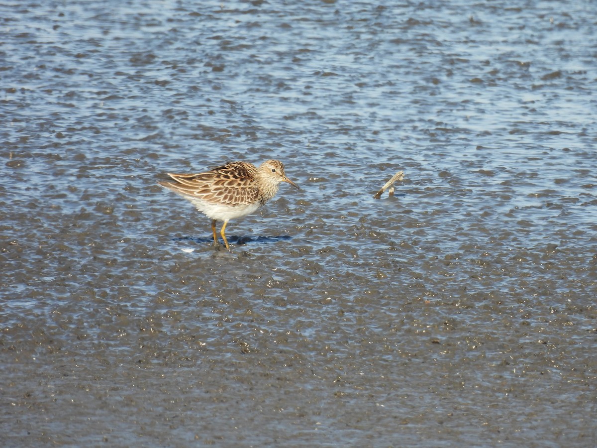 Pectoral Sandpiper - Aiden Saari