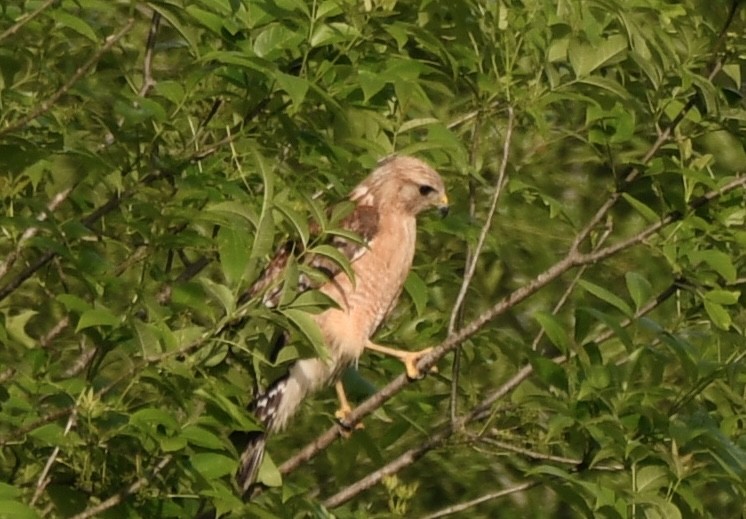 Red-shouldered Hawk - Cyndy Hardaker