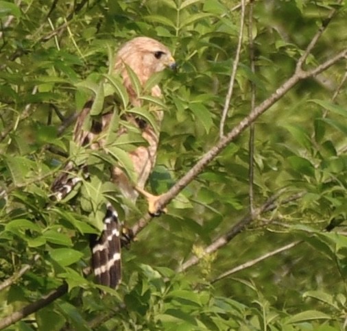 Red-shouldered Hawk - Cyndy Hardaker