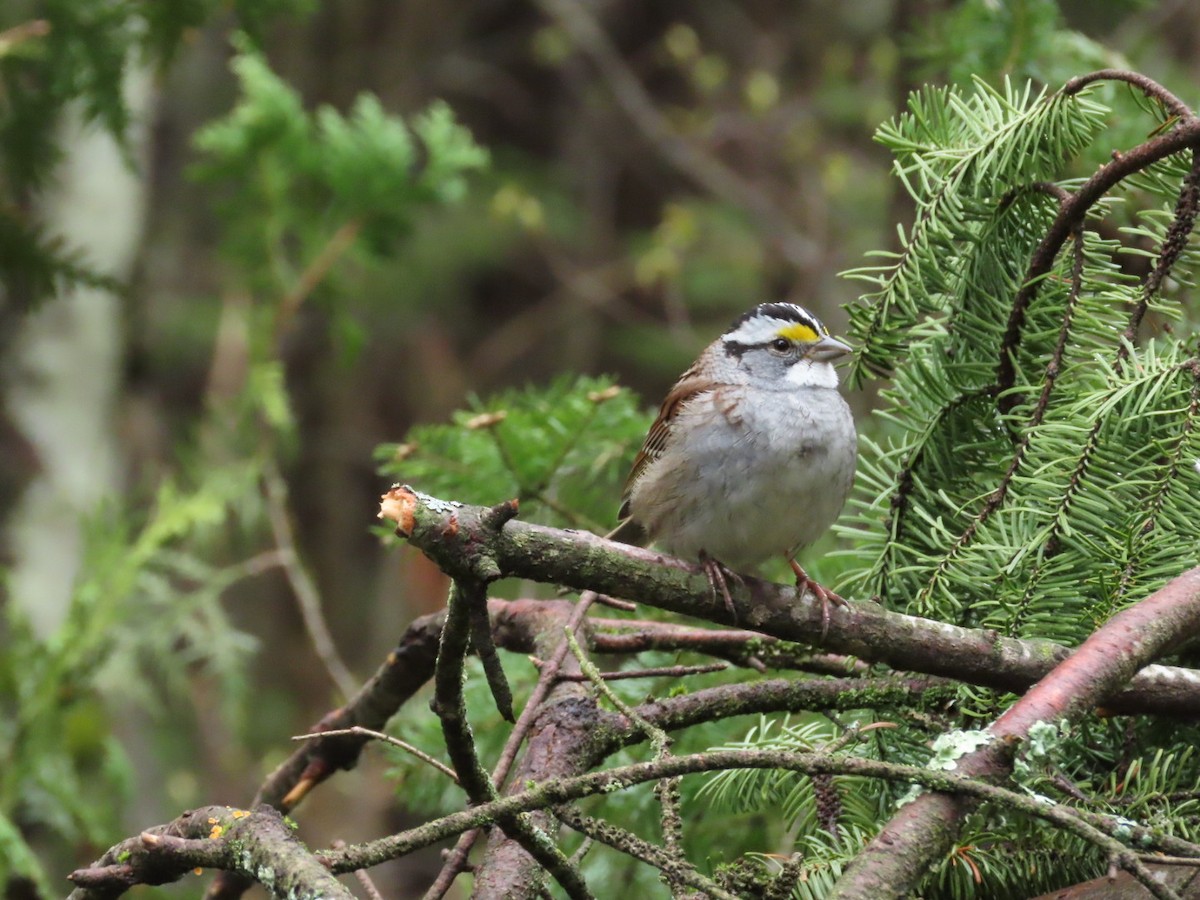 White-throated Sparrow - Tania Mohacsi