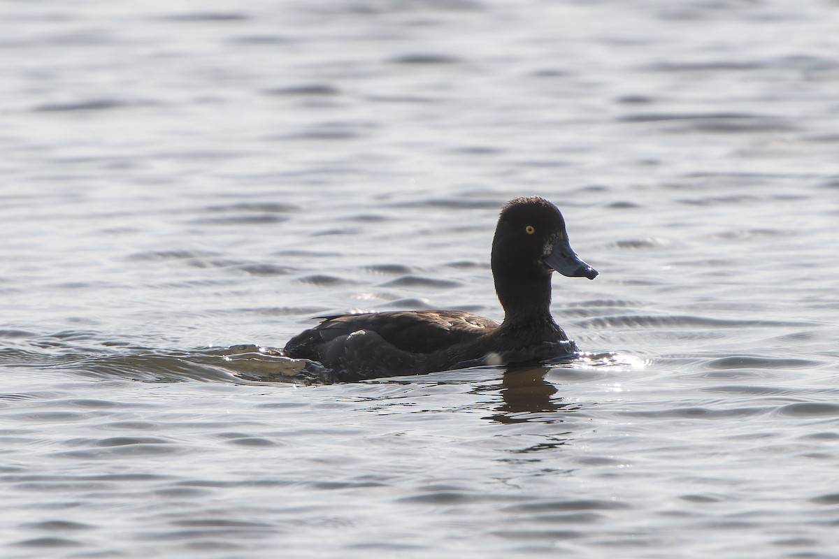 Tufted Duck - Carsten Stiller