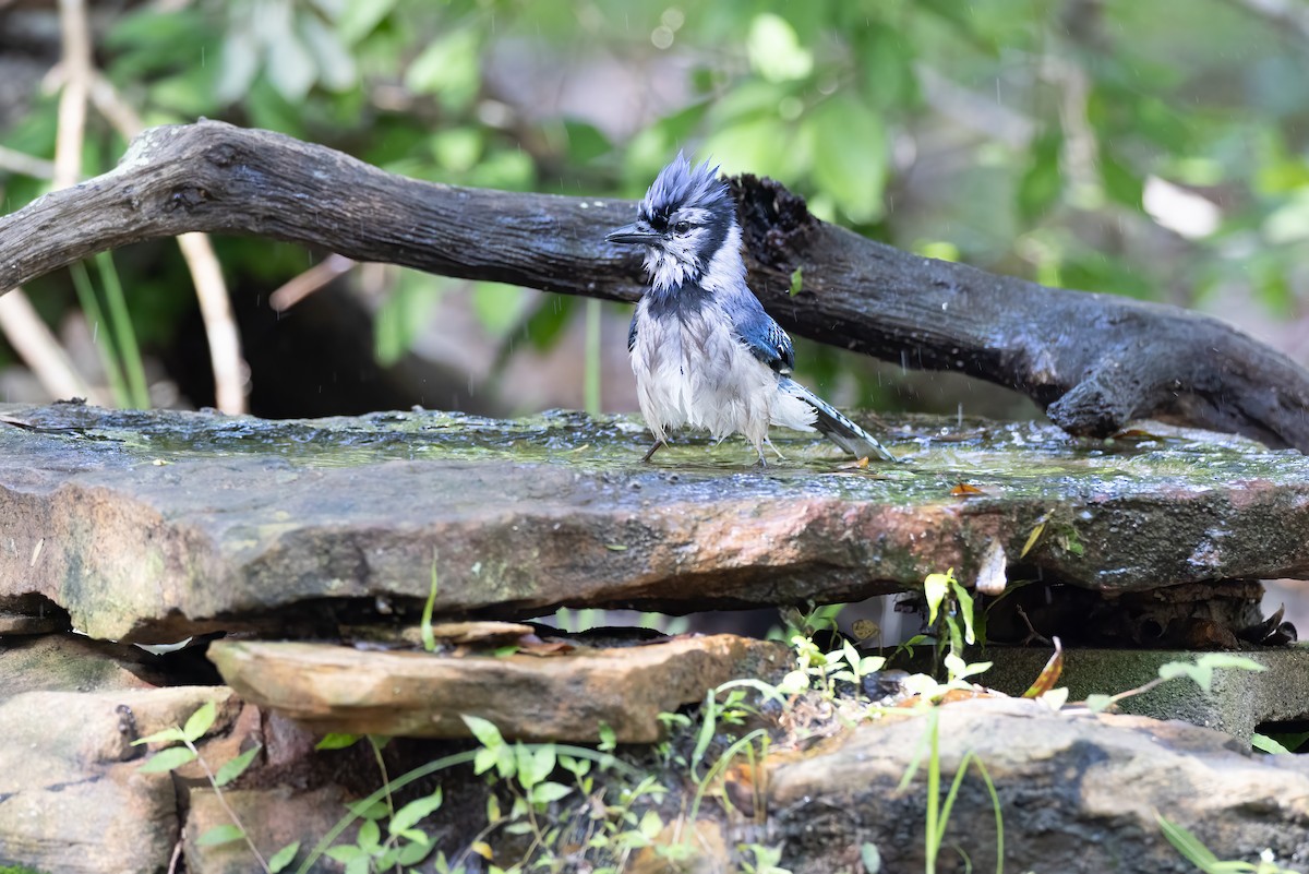 Blue Jay - ML618277808