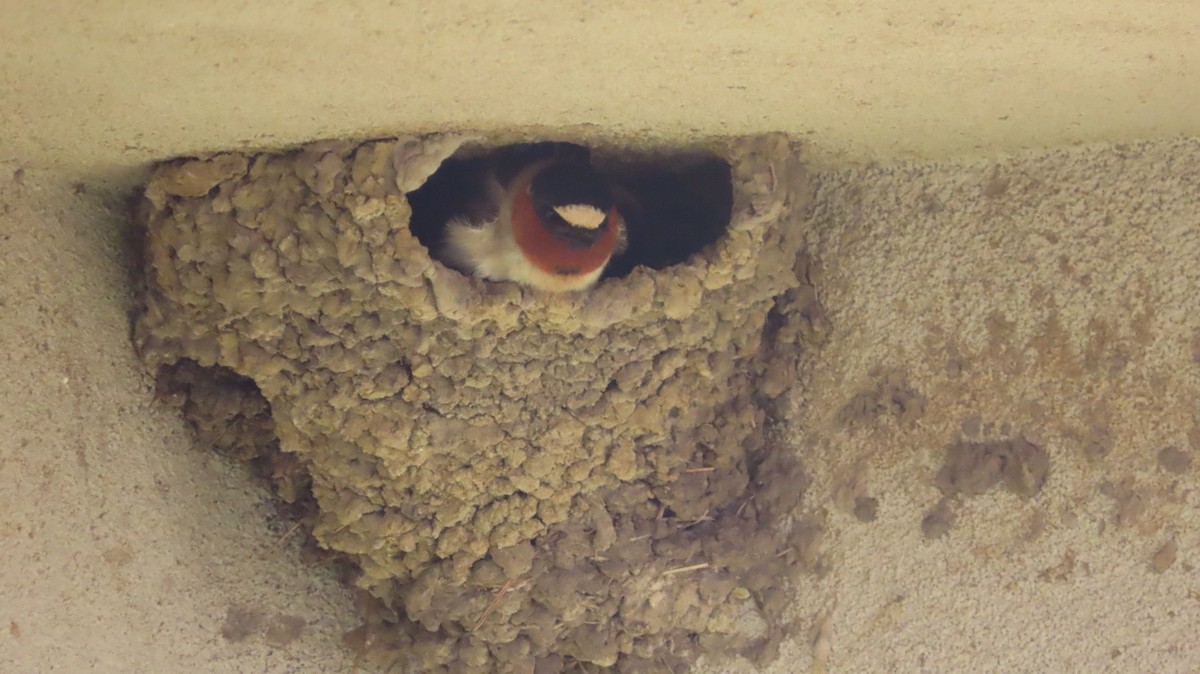 Cliff Swallow - Lorna Thomas